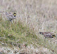 Horned Lark