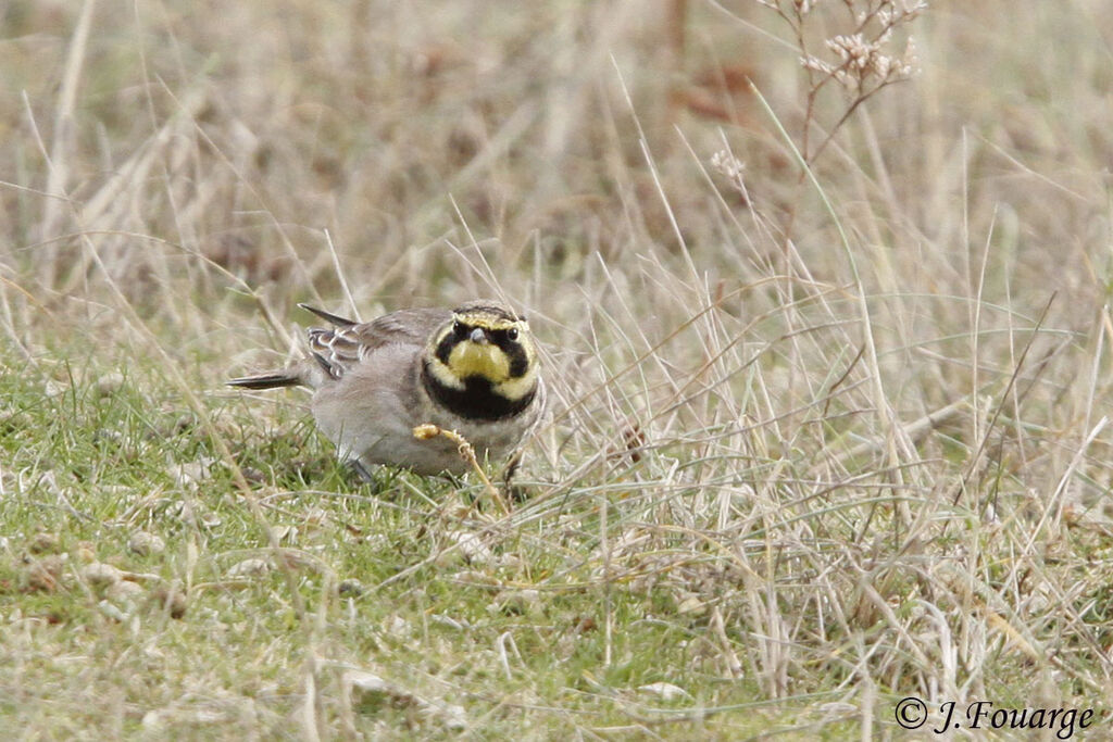 Horned Lark, identification