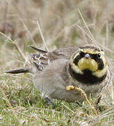 Horned Lark