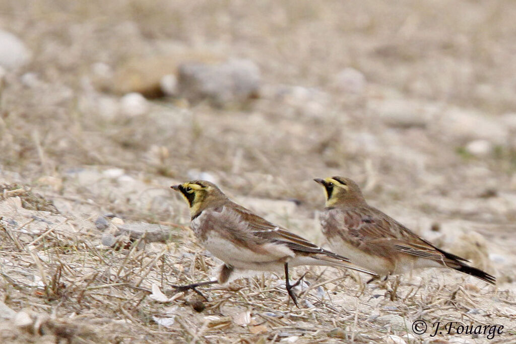 Horned Lark, identification