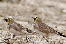 Horned Lark