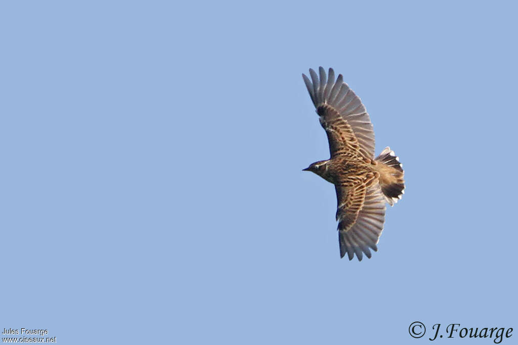 Woodlark, identification, pigmentation, Flight