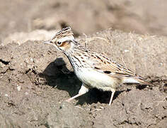 Woodlark