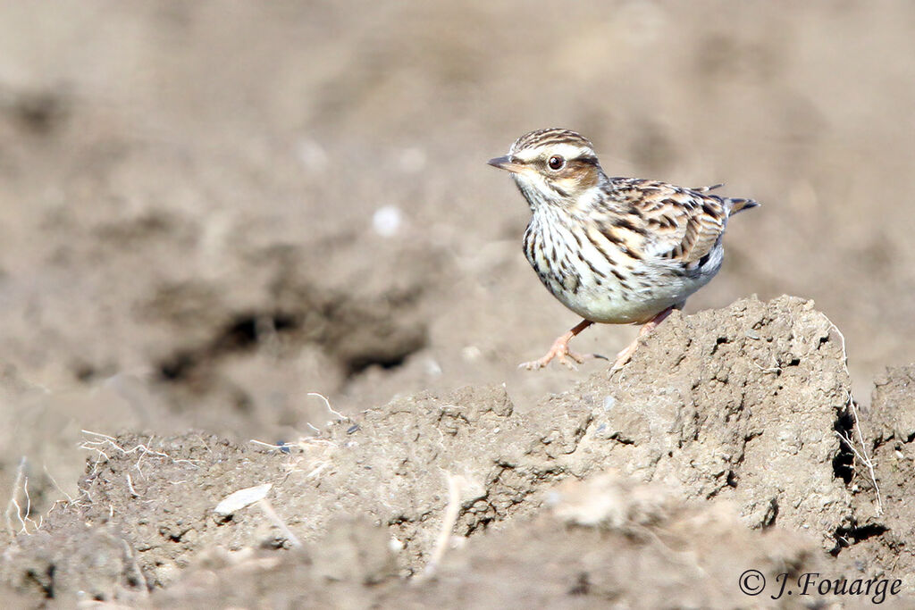 Woodlark, identification