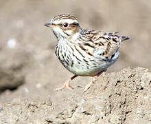 Woodlark