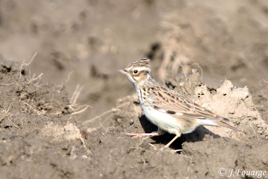 Woodlark, identification