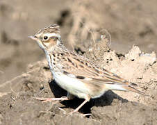 Woodlark