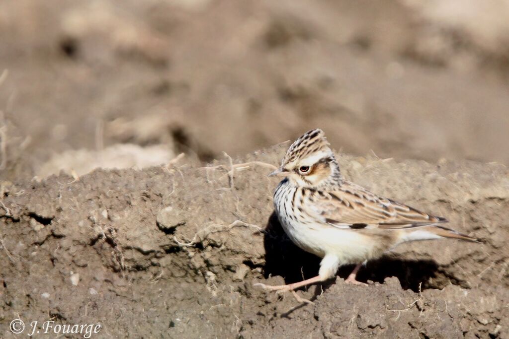 Woodlark, identification, Behaviour