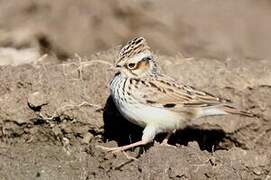 Woodlark