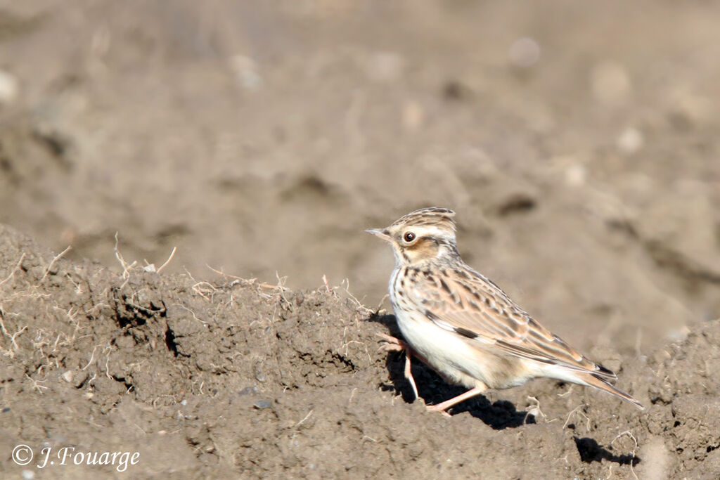 Woodlark, identification