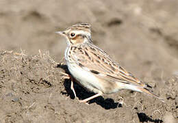 Woodlark