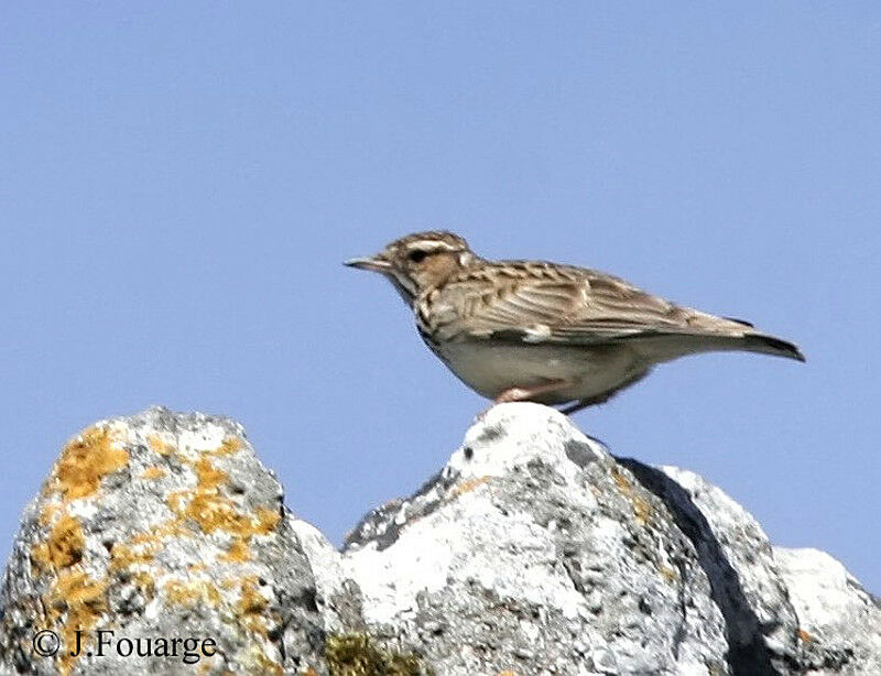 Woodlark