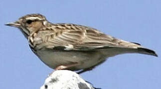 Woodlark