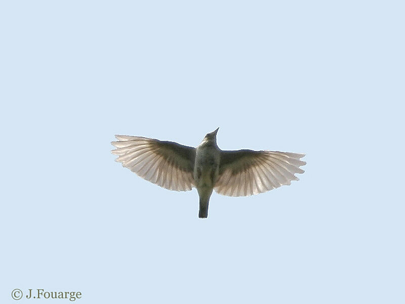 Woodlark male adult