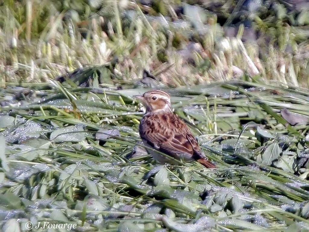 Woodlark