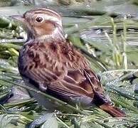 Woodlark