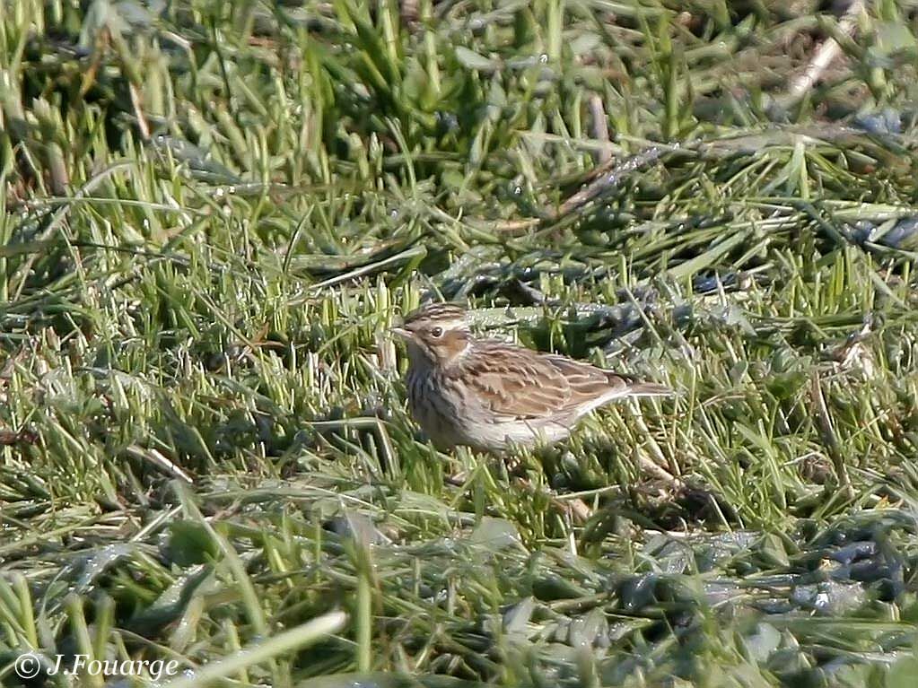 Woodlark