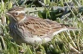 Woodlark