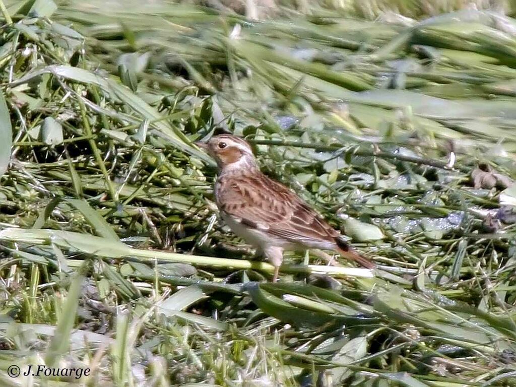 Woodlark