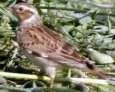 Woodlark