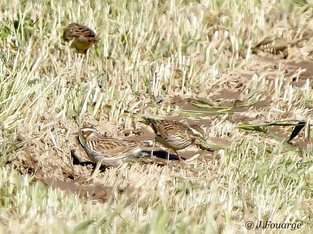 Woodlark