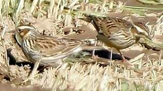 Woodlark