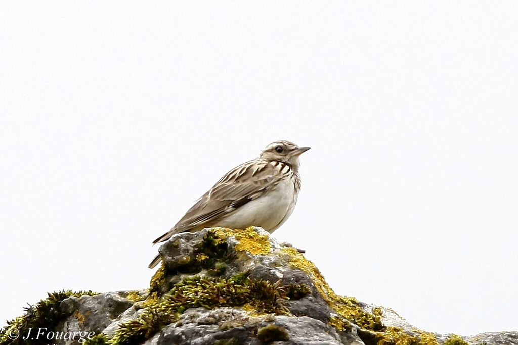 Woodlarkadult