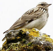 Woodlark