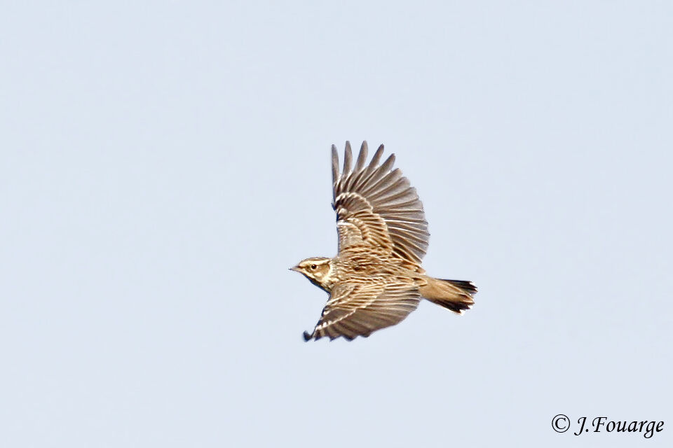 Woodlark