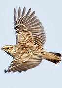 Woodlark