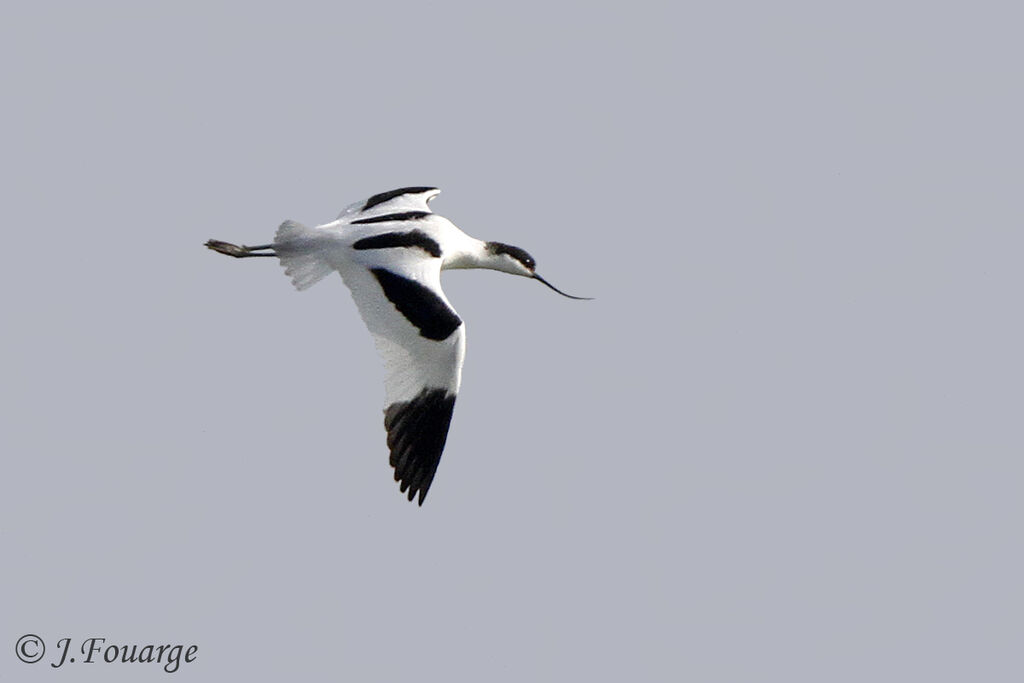 Avocette élégante, Vol