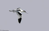 Avocette élégante