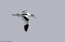 Pied Avocet