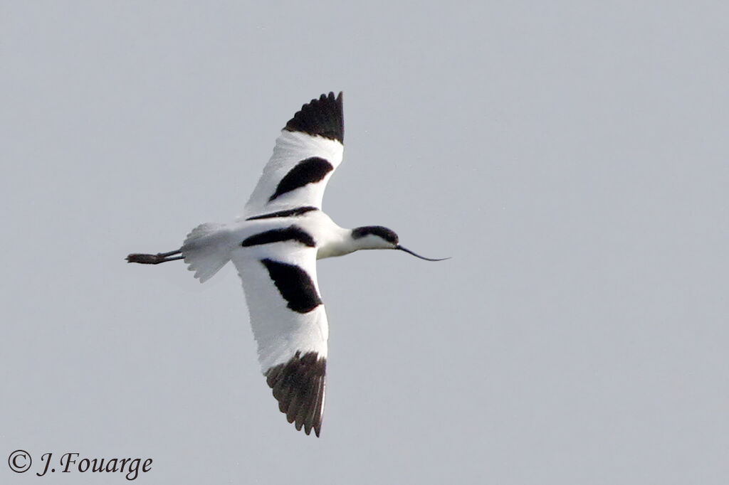 Avocette élégante, Vol