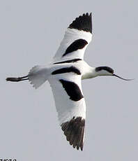 Avocette élégante