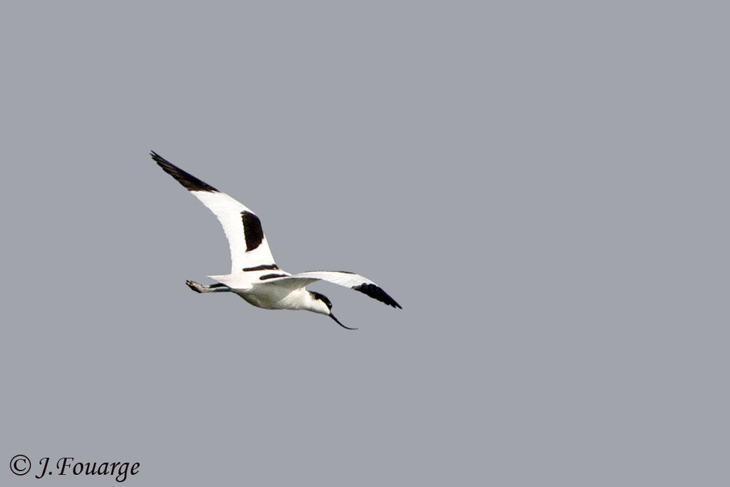 Avocette élégante, Vol