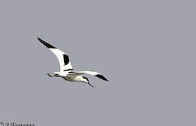 Avocette élégante