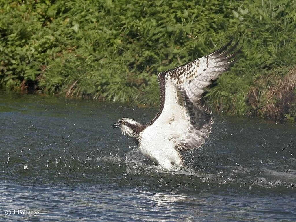 Western Osprey