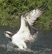 Western Osprey