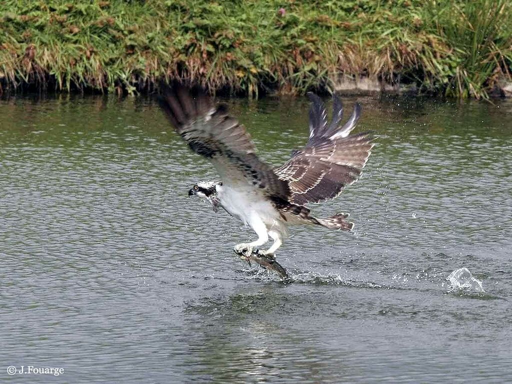 Western Osprey