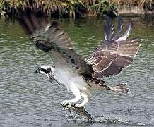 Western Osprey