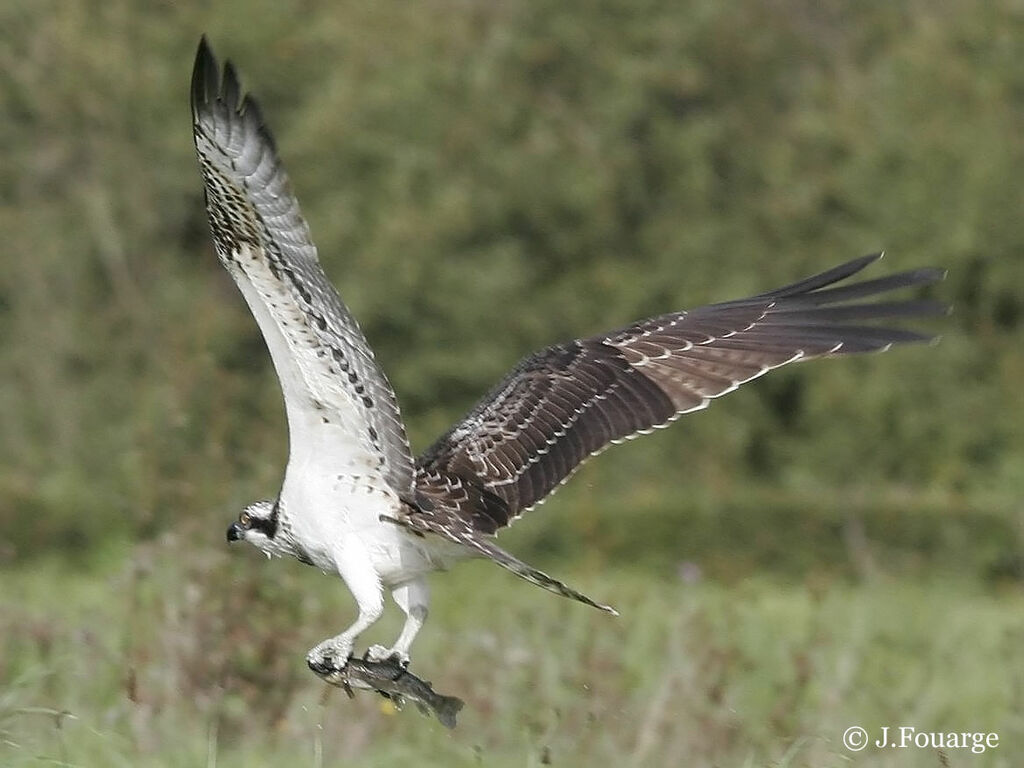 Western Osprey