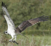 Western Osprey