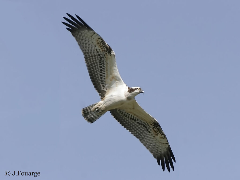 Western Osprey