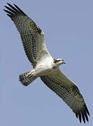 Western Osprey