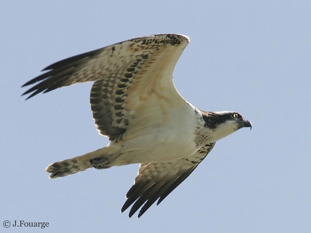 Western Ospreyjuvenile