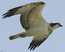 Western Osprey