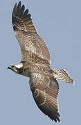 Western Osprey