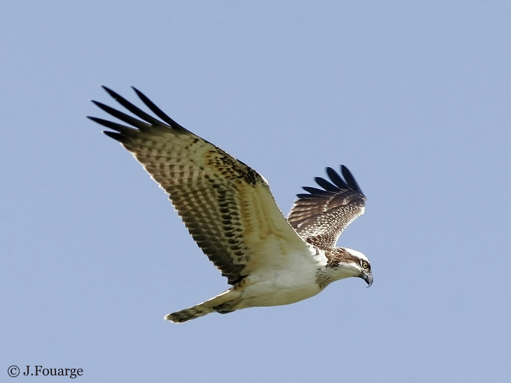 Western Osprey