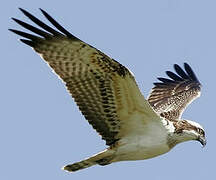 Western Osprey